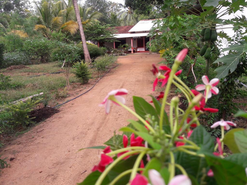 Sigiri Picaso Home Stay Sigirîya Chambre photo