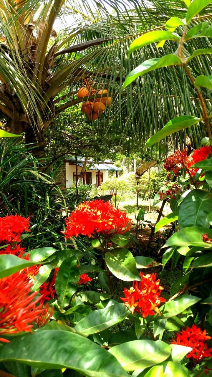 Sigiri Picaso Home Stay Sigirîya Extérieur photo